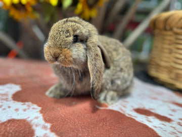 French lop doe brown augoti