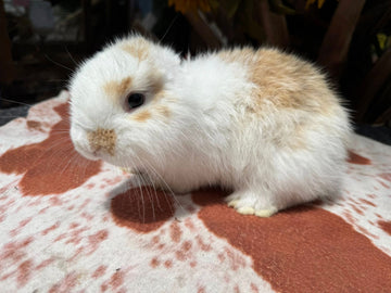 Mostly-Lop Tri Color Doe