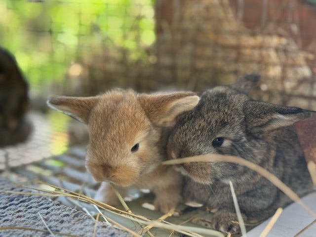 Rabbit Husbandry 4-Week Program