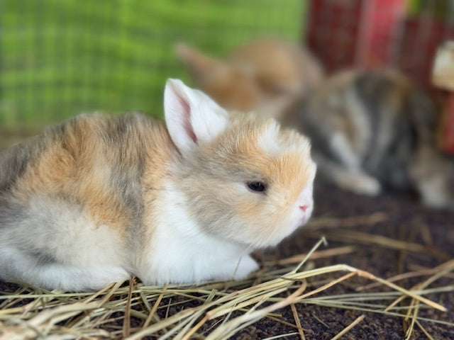 Rabbit Husbandry class