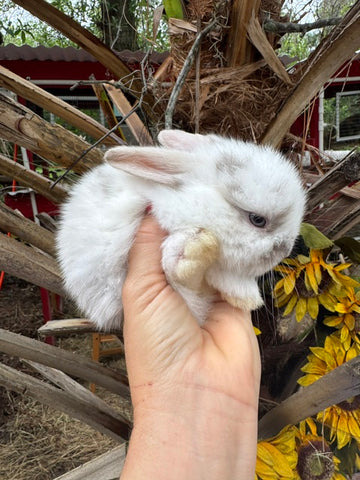 Holland Lop- Doe- Broken VM Sallander