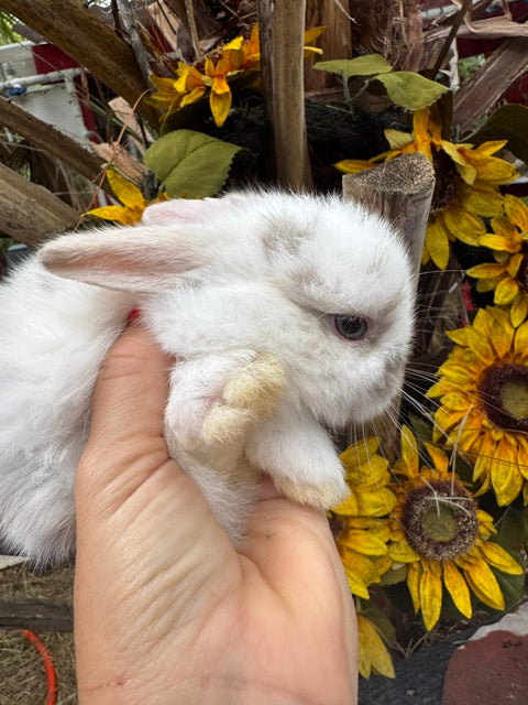 Holland Lop- Doe- Broken VM Sallander