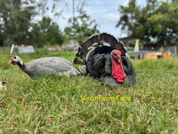 poultry processing class