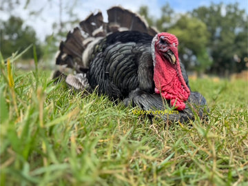 Raise your own Thanksgiving Turkey