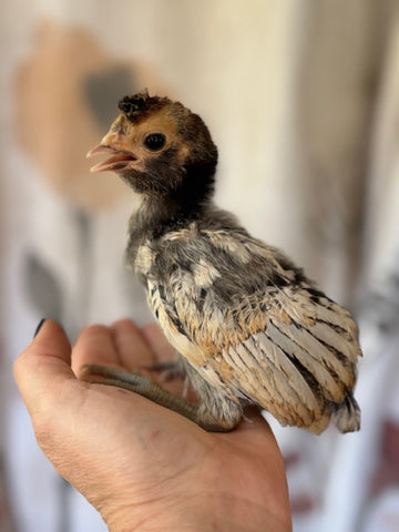poultry education class