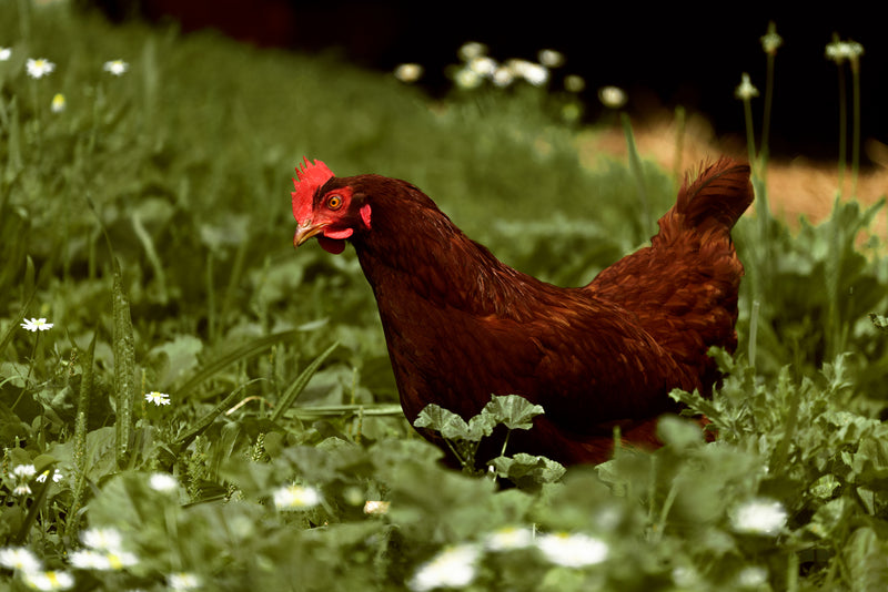 poultry processing class